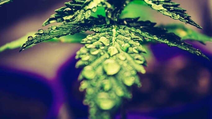 Cannabis-Derived Terpenes